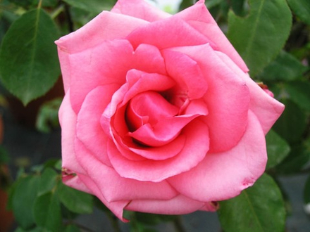 Роза чайно-гибридная Карина (Carina)
