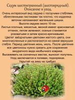 Седум Шестигранный шестирядный очиток