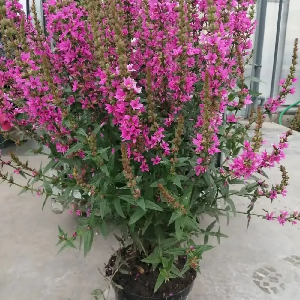 Дербенник иволистный Роберт С2 Закупка М39 июнь 2026