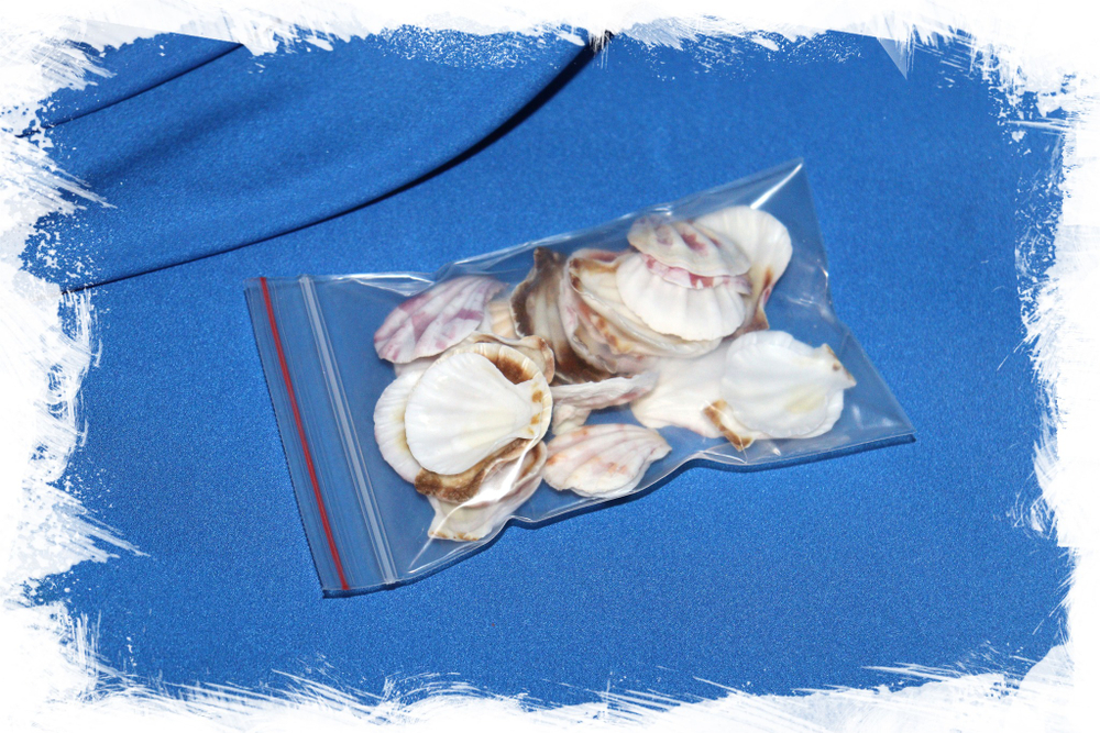 Ракушки морские гребешки декоративные. Купить