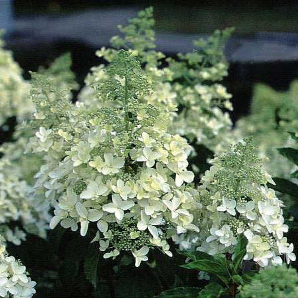 Гортензия метельчатая Долли (Hydrangea paniculata "Dolly")
