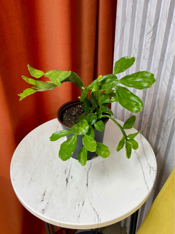 Нопалея (Опунция), Кактус, D12см H30см, 1шт, Россия