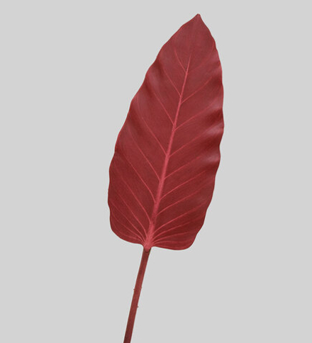 TR 578M Каладиум