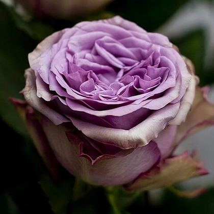 Роза Дольчетто чайно-гибридная