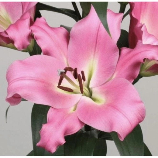 Лилия Батавиа 1 шт размер 18/20 Закупка М67 апрель 2026