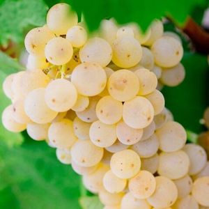 Катарратто (Catarratto) - белый сорт винограда