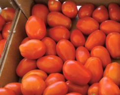 СХД 255 F1 семена томата процессингового (Clause / Клос)