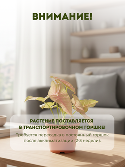 Сингониум Pink Beauty д.11