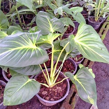 Хомаломена WHITE MOON