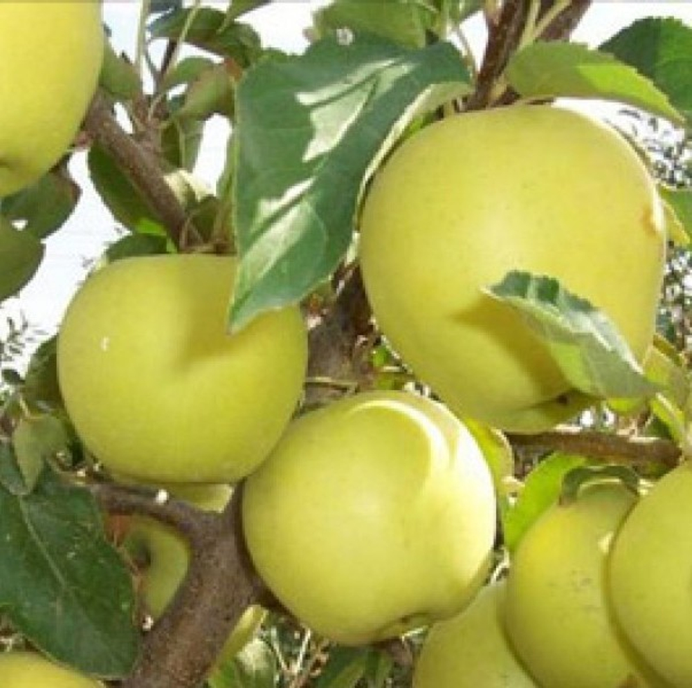 Яблоня Имбеляна осенняя