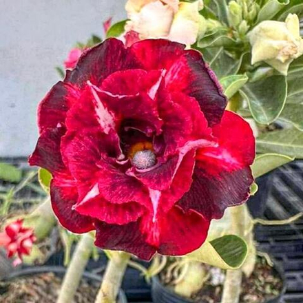 Адениум CHANEL