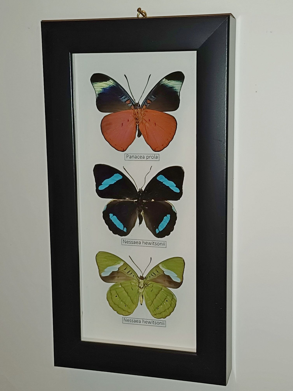 Нимфалиды рода Nessea