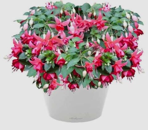 Фуксия Biaz Away