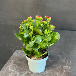 Каланхоэ Блоссфельда (Kalanchoe blossfeldiana) красное