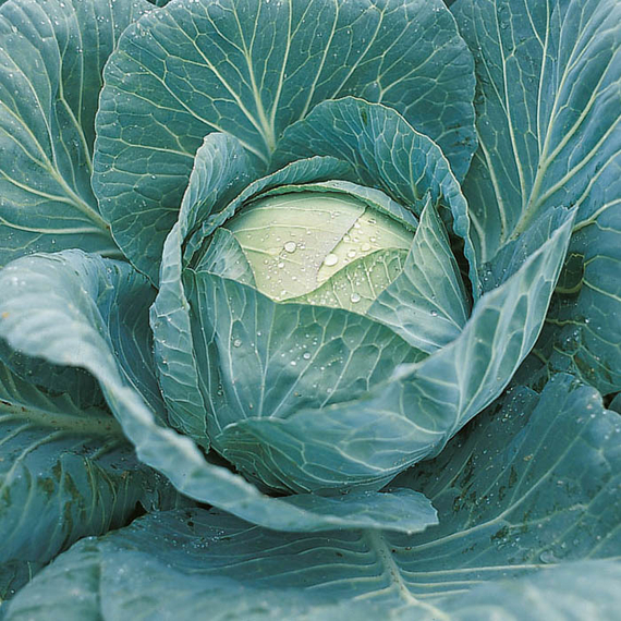 КРАУТКАЙЗЕР F1 семена капусты белокочанной Bejo купить – фото 2