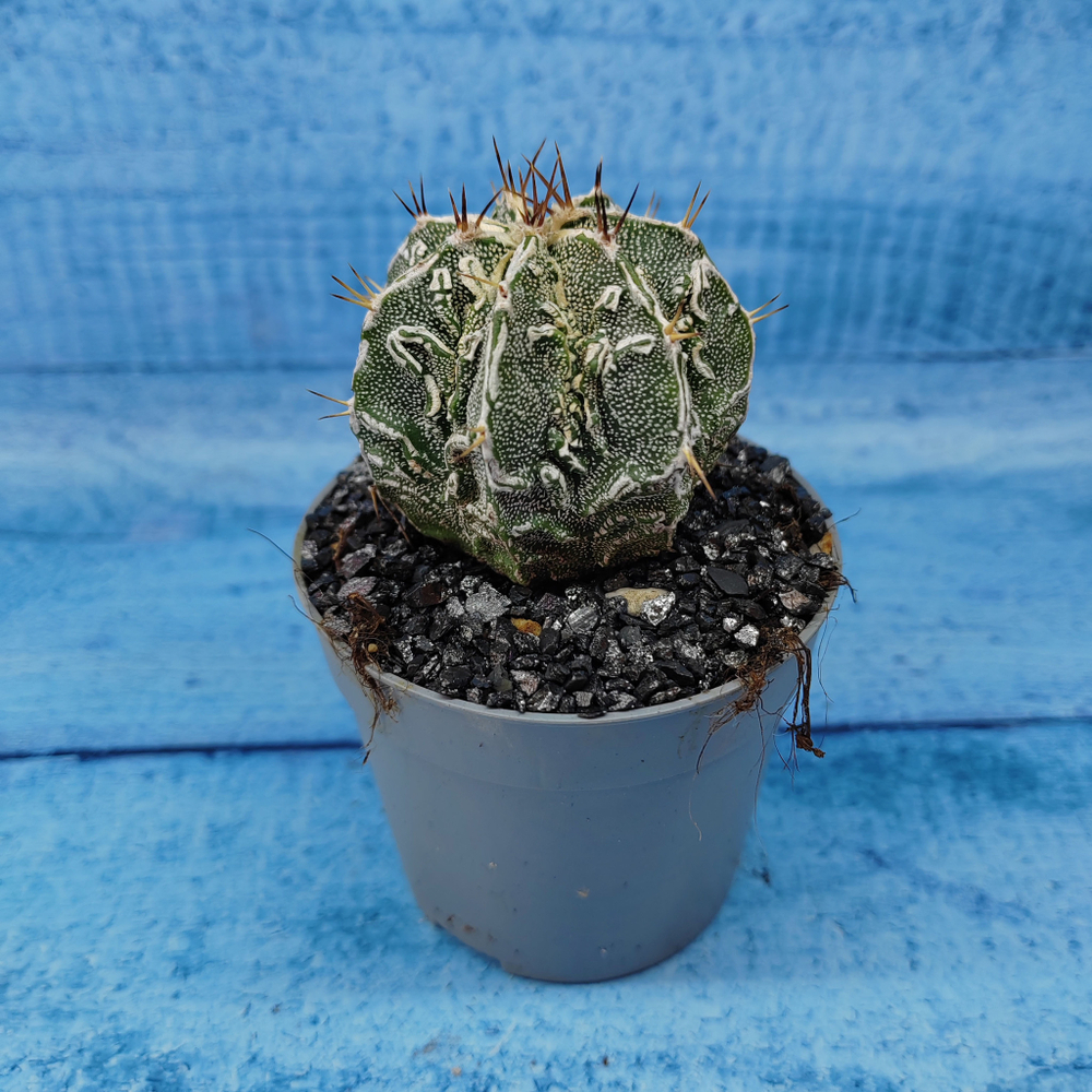 Astrophytum Myriostigma cv. Fukuryu (Астрофитум)