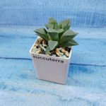 Haworthia Pygmaye hybr. (Хавортия)