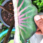 Колоказия PANA ASMALA