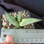 Сансевиерия SUKI ONNA VAR