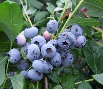 Легаси (Legacy) голубика 1 год р9