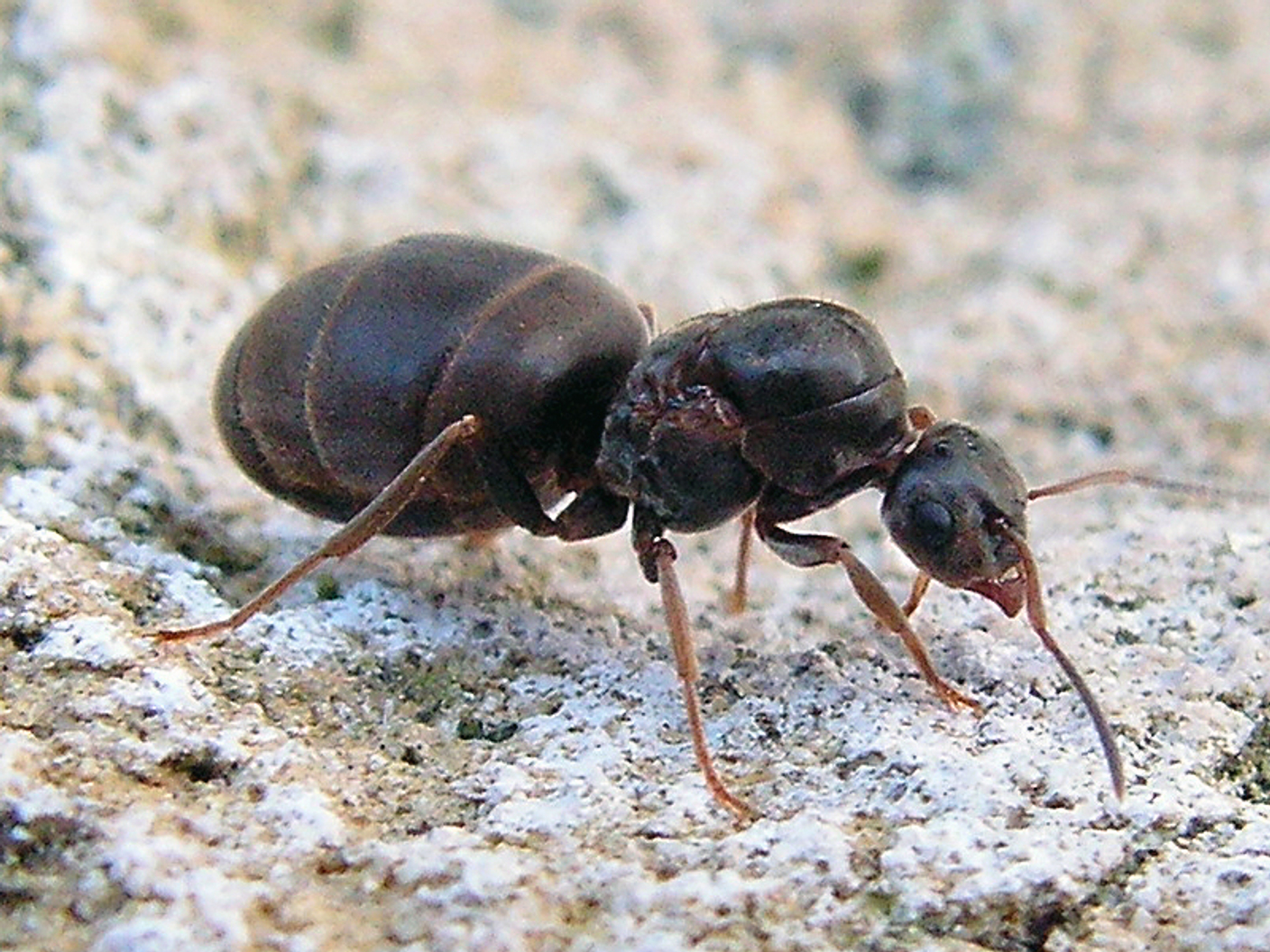 Содержание и уход за муравьями lasius niger с одной матки