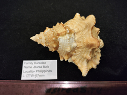 Бурса Буфо лисcоcтома 115-125 мм