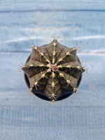 Gymnocalycium Mihanovichii black (Гимнокалициум)