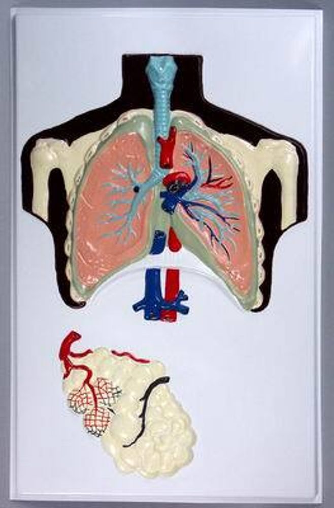 Модель барельефная «Строение легких человека»