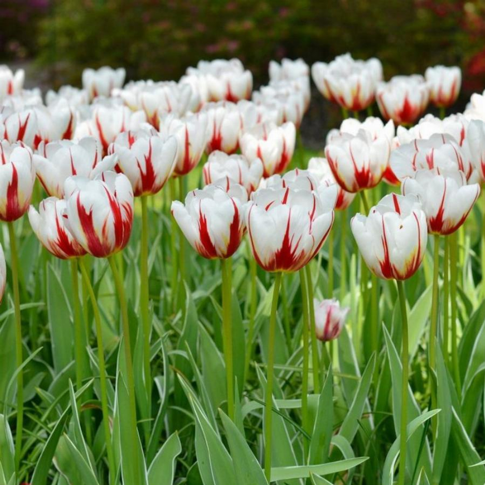 ЛУКОВИЦЫ ТЮЛЬПАН ТРИУМФ CARNAVAL DE RIO 12/14, DARIT 5 ШТ/УП