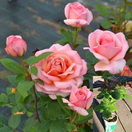 Роза Белль Ду Сеньор чайно-гибридная саженец с ЗКС.