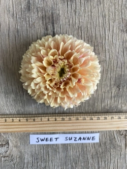 Георгин Sweet Sanne (корень) Закупка М55 апрель 2026