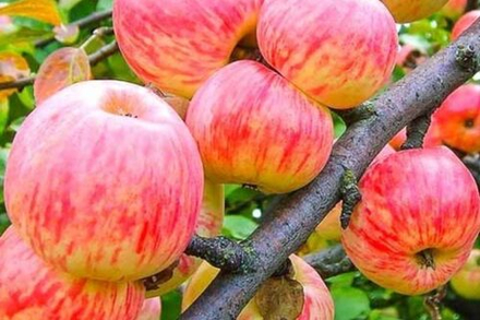Яблоня Коричное Полосатое