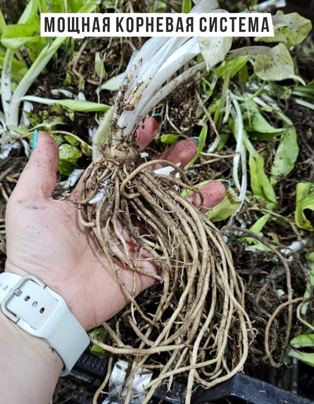 Хоста Корневище, Микс сортов, 20 шт.