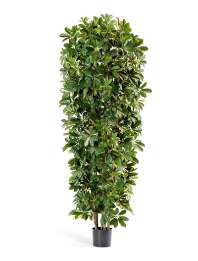 Шеффлера коллоновидная большая пестрая, в-195 см