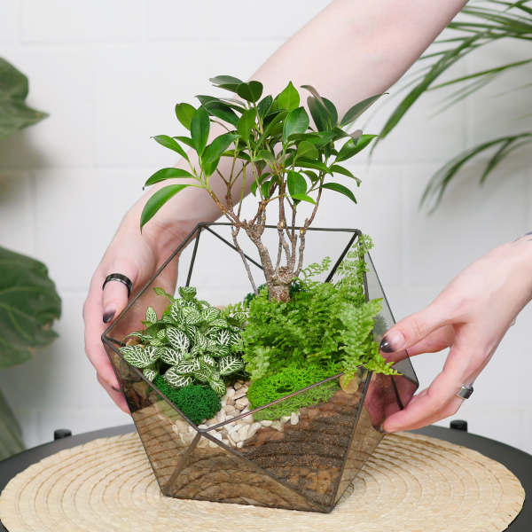 Готовый флорариум бонсай Фикус Икос