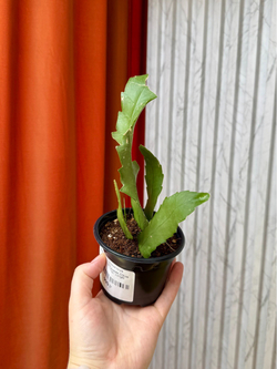 Рипсалис Хоулетианум, D9см Н20см, 1шт, Urban Jungle