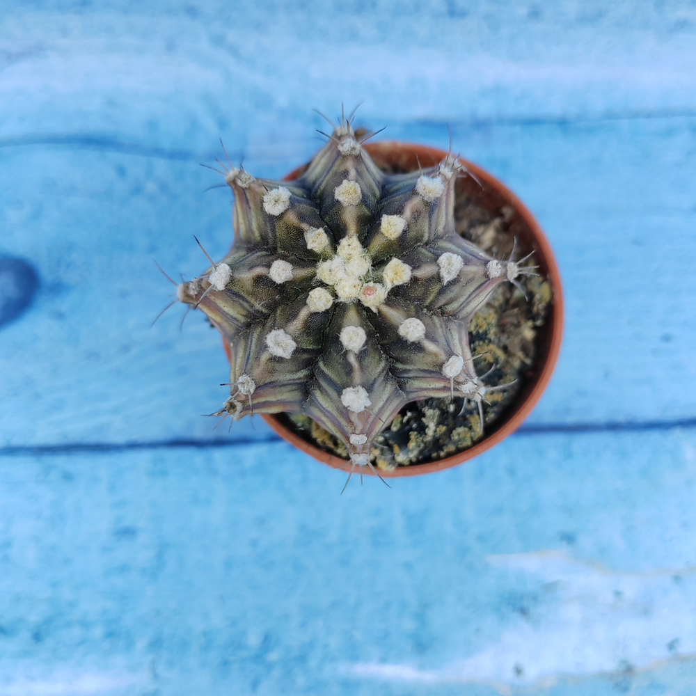 Gymnocalycium Friedrichii (Гимнокалициум)