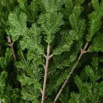 Елка с гирляндой 2в1 «Измайловская» (Литая хвоя) 3 м