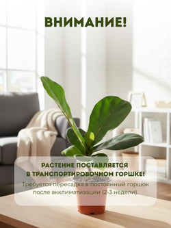 Фикус Barbie Banyan д. 11