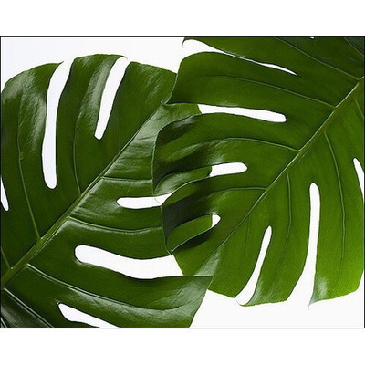 Картина 35*50 см «Монстера» SD65