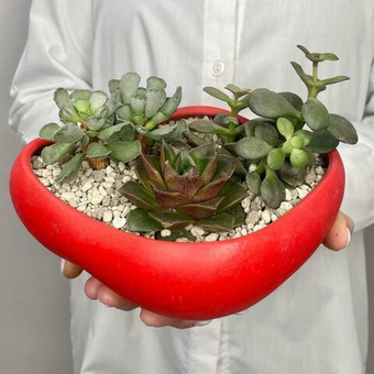 Микс суккулентов в стильном кашпо