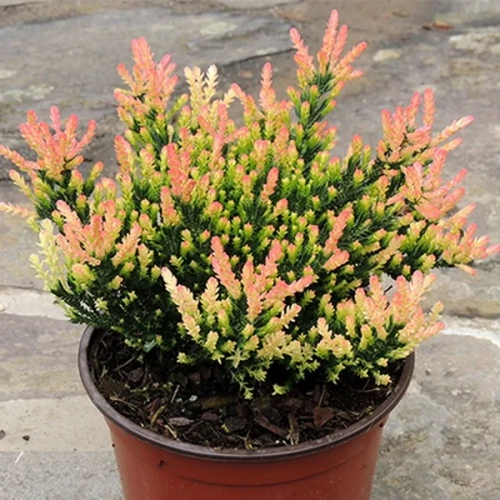 Спринг Точ (Spring Torch, «Весенний факел»)