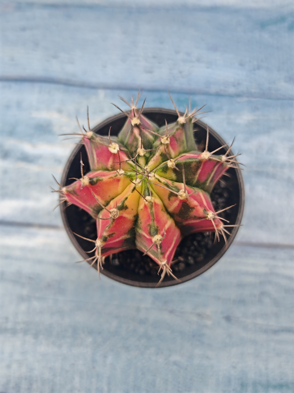 Gymnocalycium Variegata (Гимнокалициум Вариегатный)