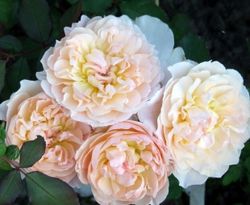 Мария Магдалина (Mary Magdalene)