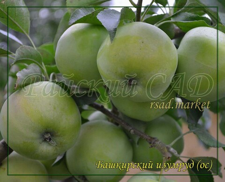 Яблоня Башкирский изумруд