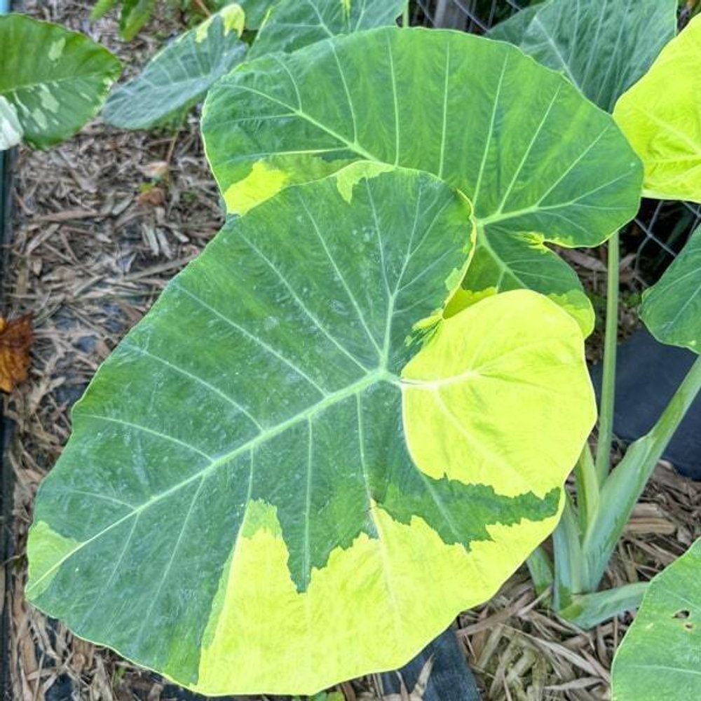 Колоказия YELLOW ANDAMAN