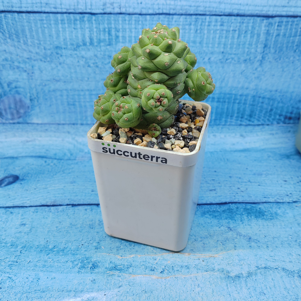 Monadenium Ritchiei (Монадениум)