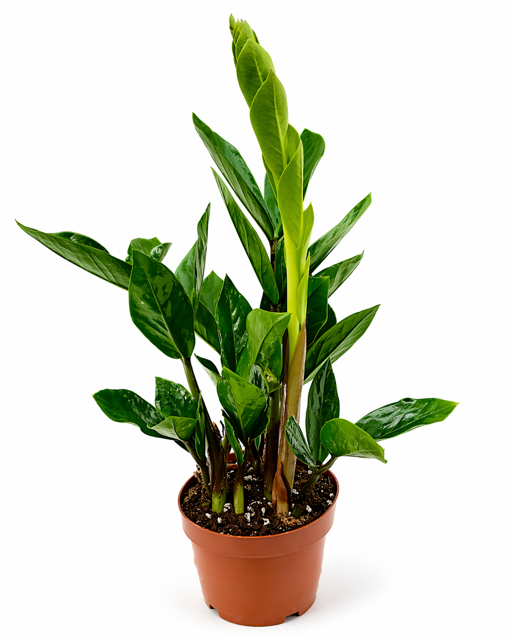 Замиокулькас (Китай)