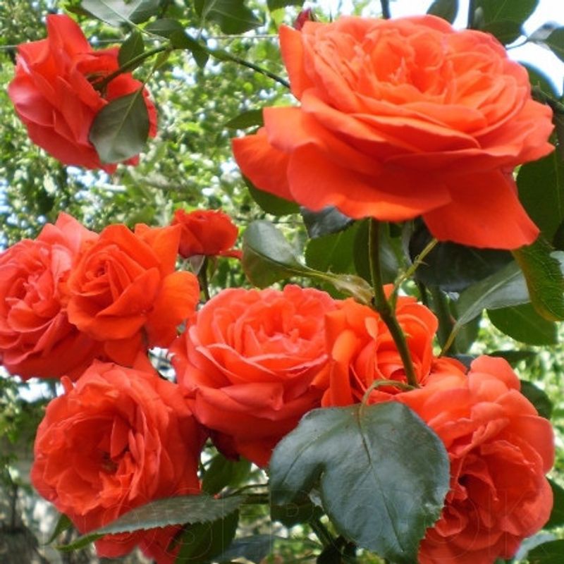 Роза  плетистая Салита "Salita"