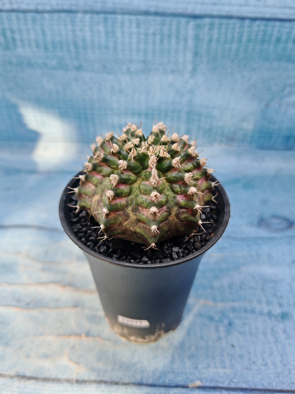 Gymnocalycium T-Rex Pink hybrid (Гимнокалициум)